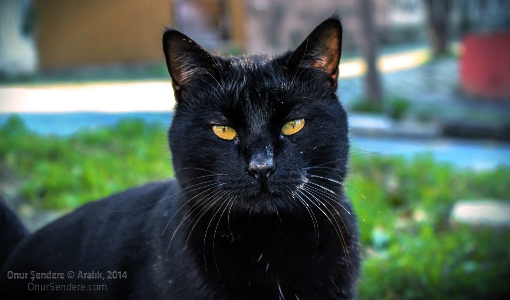 Vahşi Bakışlı Kara Kedi