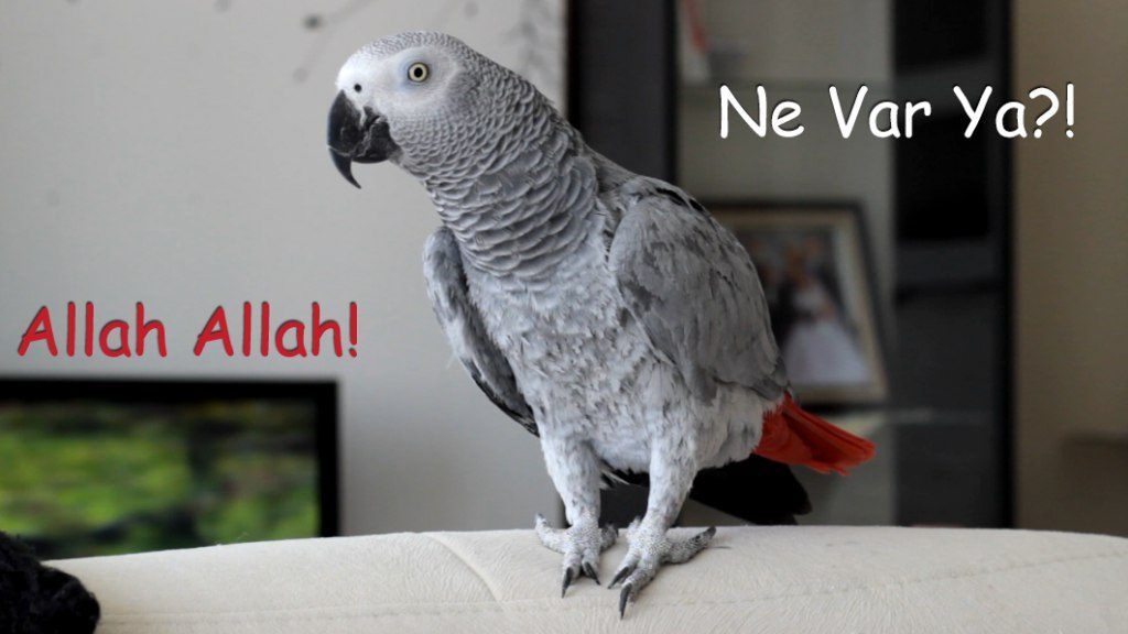Konuşan Papağan Şaşkın: Allah Allah!