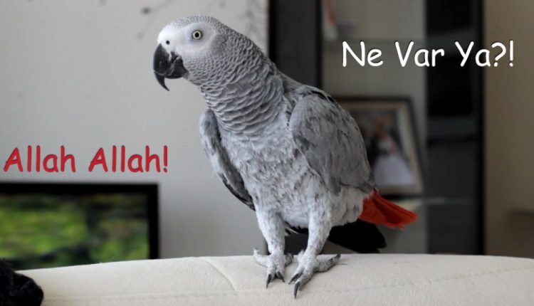 Konuşan Papağan Şaşkın: Allah Allah!