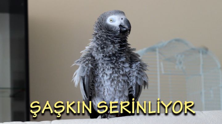 Şaşkın Serinliyor